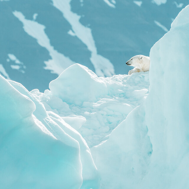Unterschiede Arktis und Antarktis - Eisbär in der Arktis