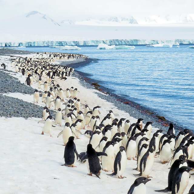 Arktis und Antarktis Unterschiede - Pinguine in der Antarktis