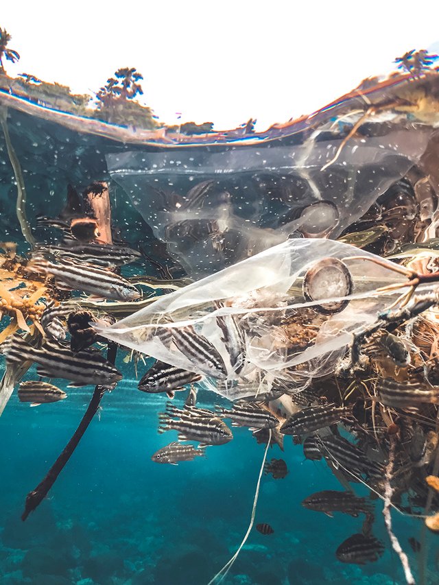 Plastikmüll in den Ozeanen