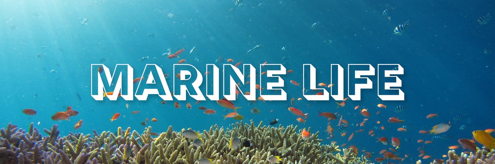 If the Ocean dies, we die